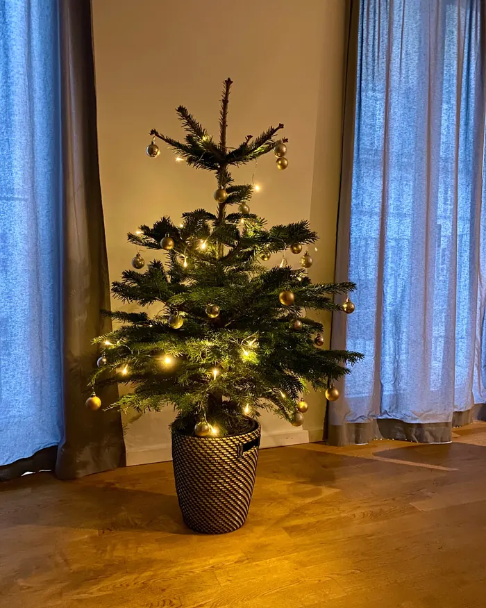 Nordmanntanne im geflochtenen Topf mit goldenen Kugeln und Lichterkette vor blauen Vorhängen
