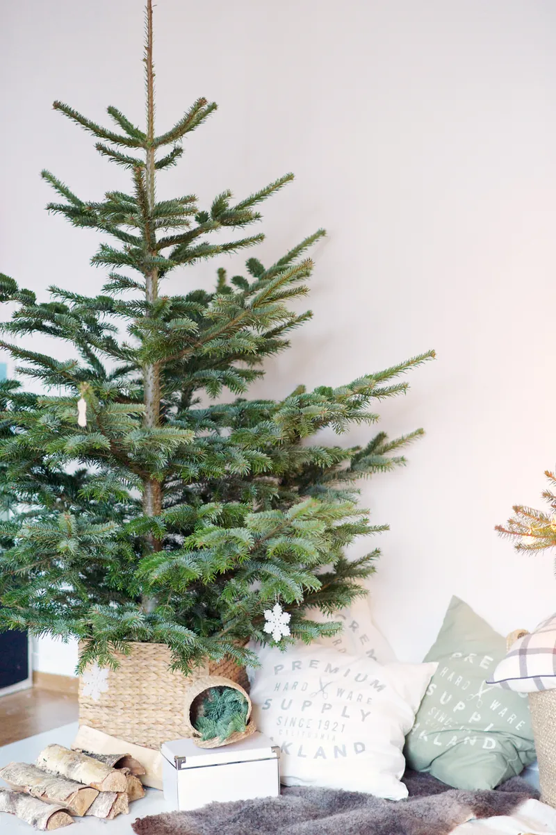 Nordmanntanne als Weihnachtsbaum im Korb neben Kissen und Kaminholz