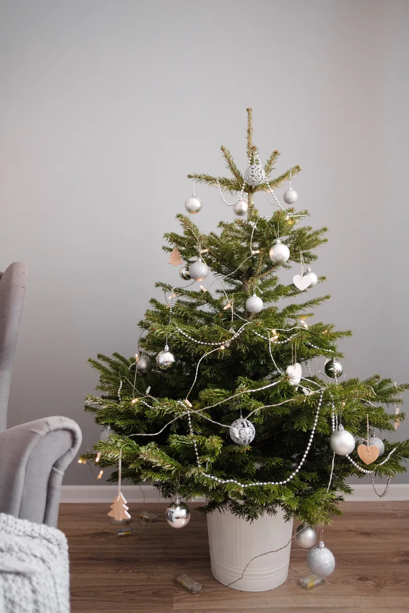 Geschmückte Nordmanntanne als Weihnachtsbaum im weißen Topf im Wohnzimmer