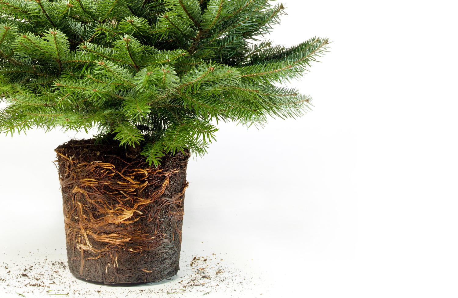 Weihnachtsbaum mit Wurzeln Mieten in Berlin und Potsdam