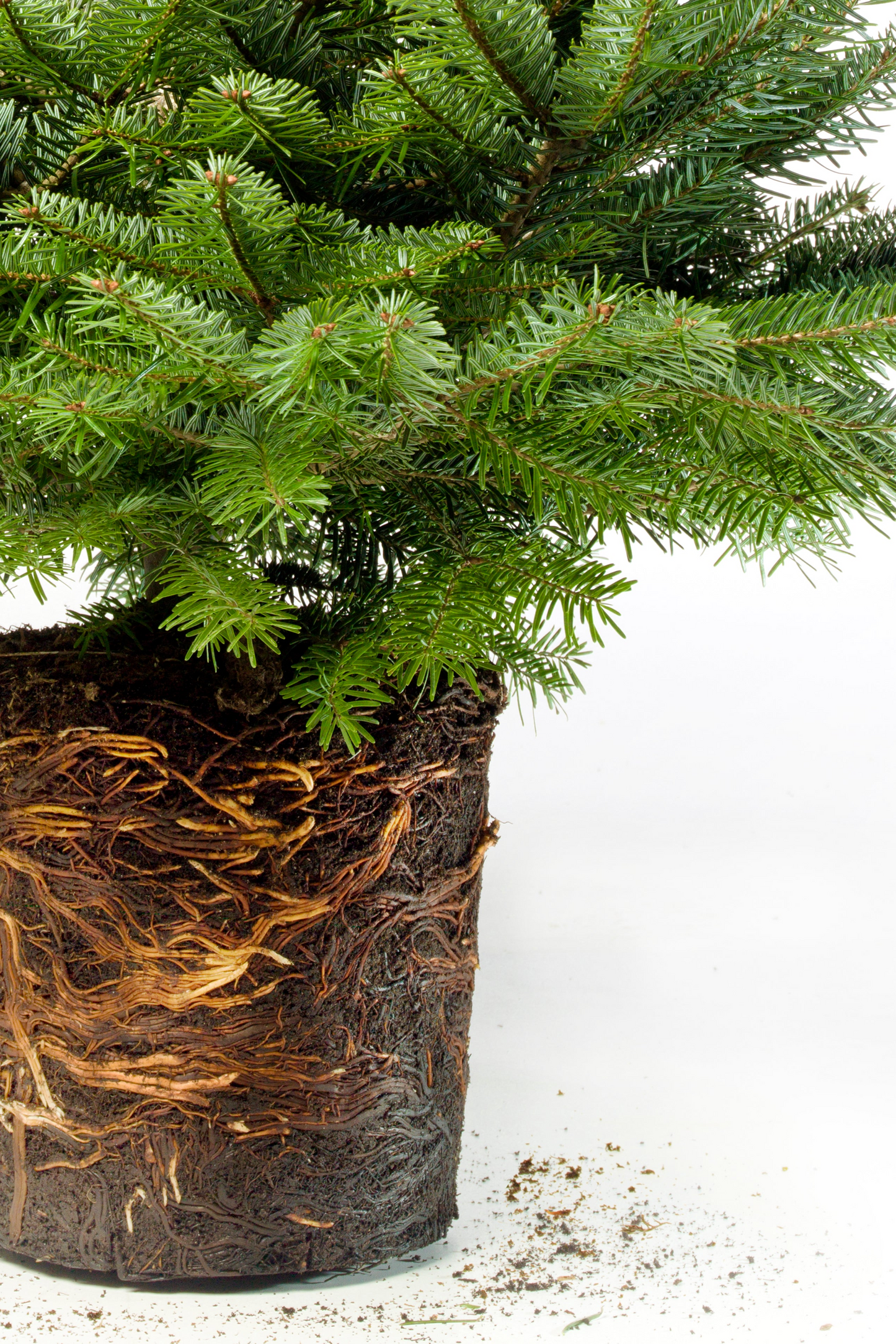 Weihnachtsbaum im Topf mit Wurzeln - im Topf gewachsen