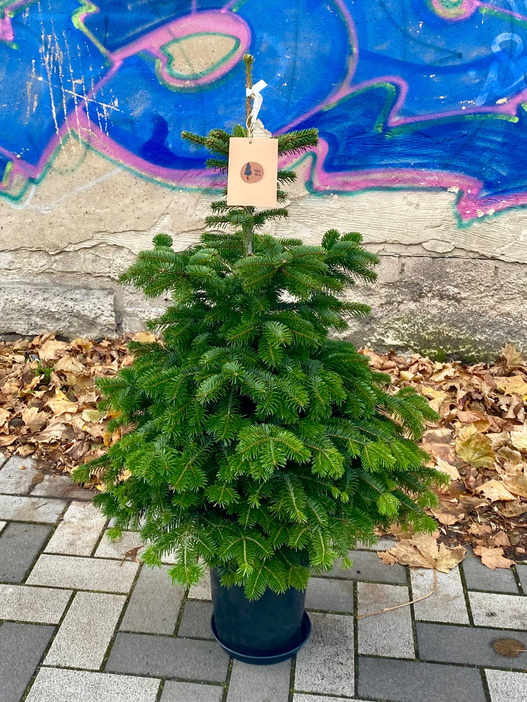 Weihnachtsbaum im Topf Mieten Berlin inkl. Lieferung und Abholung